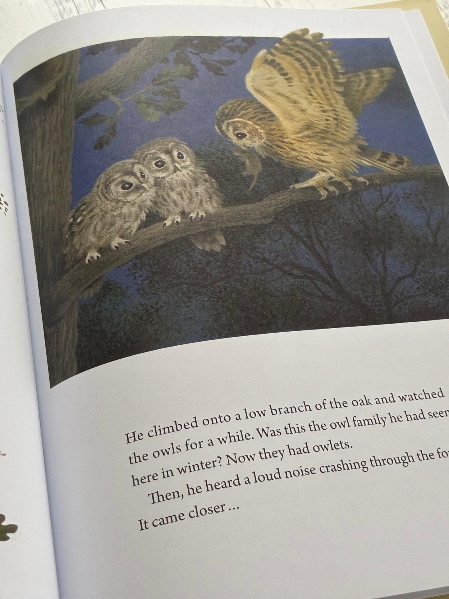 A Year Around the Great Oak by Gerda Muller